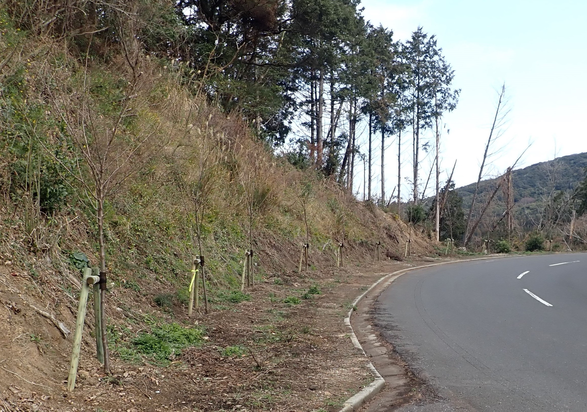 苓北町（熊本県）町道沿いに200本の桜苗木を植樹